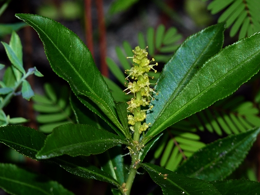 {Stillingia sylvatica}